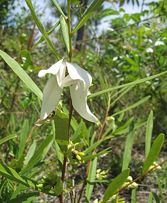 Slimleaf Pawpaw (Asimina angustifolia)