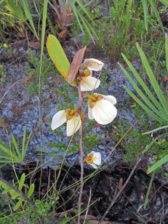 Bigflower Pawpaw (Asimina obovata)