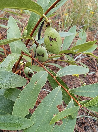 Dwarf Pawpaw (Asimina pygmea)