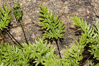 Indian's Dream Fern (Aspidotis densa)