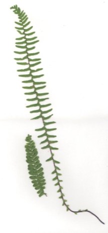 Ebony Spleenwort (Asplenium platyneuron)