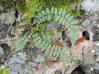Black-stem Spleenwort (Asplenium resiliens)