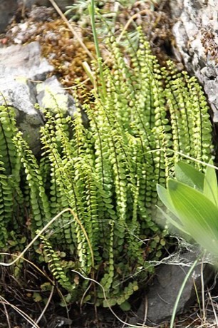 Maidenhair Spleenwort (Asplenium trichomanes)