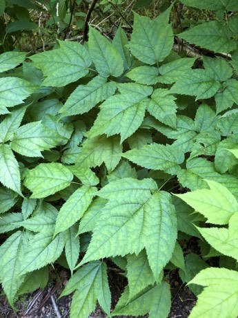 False Goatsbeard (Astilbe biternata)