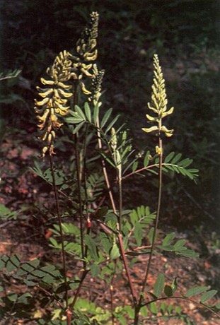 Canada Milkvetch (Astragalus canadensis)