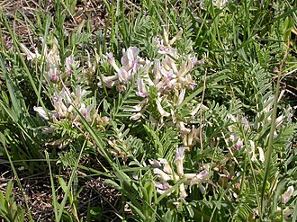 Ground Plum (Astragalus crassicarpus)