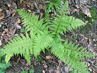 Lady Fern (Athyrium filix-femina)
