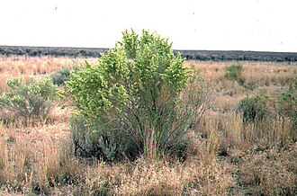 Fourwing Saltbush (Atriplex canescens)