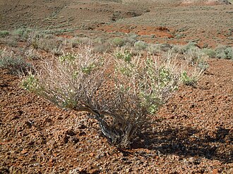 Shadscale (Atriplex confertifolia)