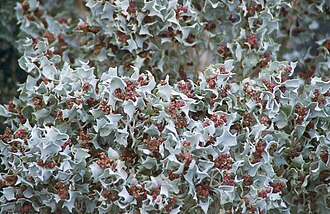 Desert Holly (Atriplex hymenelytra)