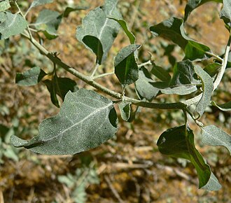 Quailbush (Atriplex lentiformis)
