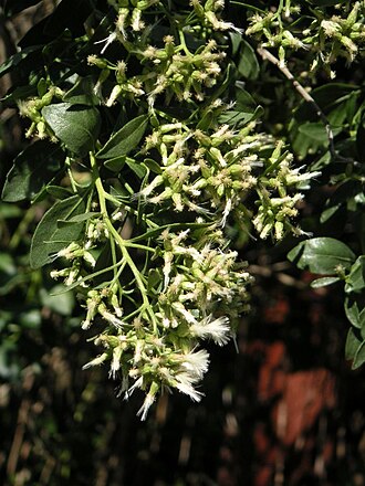 Groundsel Tree (Baccharis halimifolia)