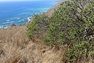 Coyote Brush (Baccharis pilularis)