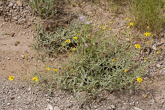 Hairyseed Bahia (Bahia absinthifolia)