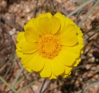 Desert Marigold (Baileya multiradiata)
