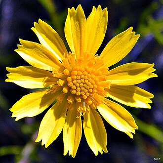 Coastalplain Honeycombhead (Balduina angustifolia)