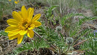 Hooker's Balsamroot (Balsamorhiza hookeri)