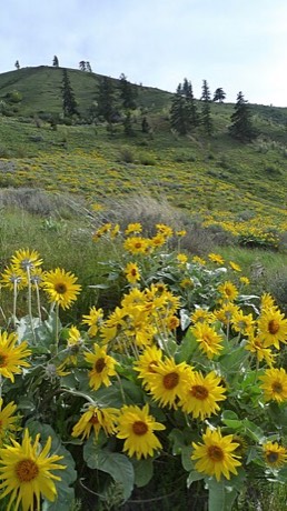 Arrowleaf Balsamroot (Balsamorhiza sagittata)