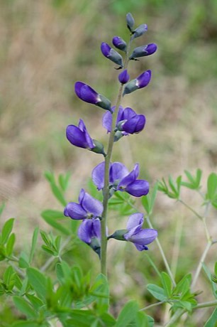 Blue False Indigo (Baptisia australis)