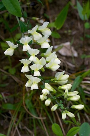 Cream Wild Indigo (Baptisia bracteata)