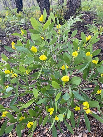 Gopherweed (Baptisia lanceolata)