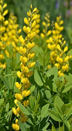 Yellow Wild Indigo (Baptisia sphaerocarpa)