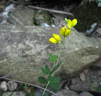 Yellow Wild Indigo (Baptisia tinctoria)
