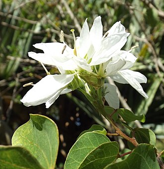 Anacacho Orchid Tree (Bauhinia lunarioides)
