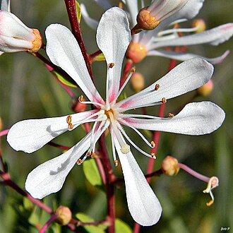 Tarflower (Bejaria racemosa)