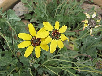 Chocolate Flower (Berlandiera lyrata)