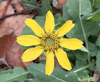 Florida Greeneyes (Berlandiera subacaulis)