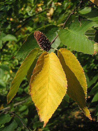 Sweet Birch (Betula lenta)