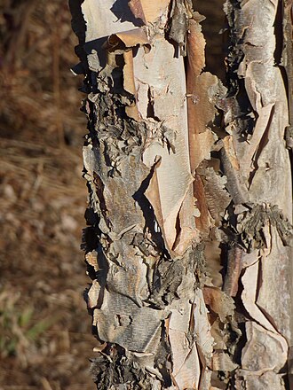 River Birch (Betula nigra)