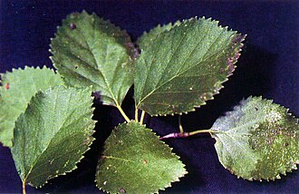 Water Birch (Betula occidentalis)