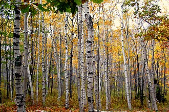 Paper Birch (Betula papyrifera)
