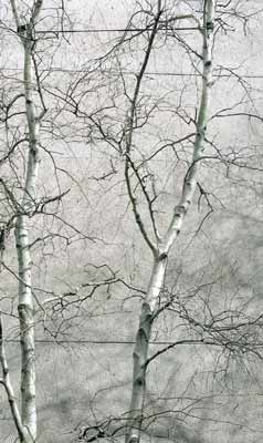 Gray Birch (Betula populifolia)