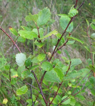 Bog Birch (Betula pumila)