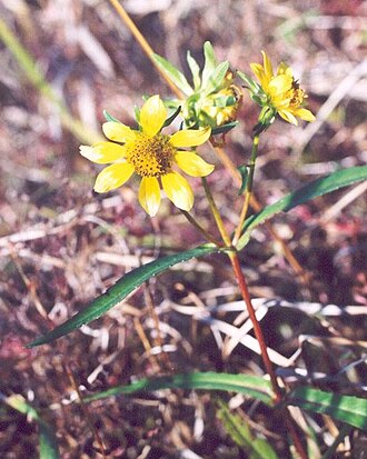Smooth Beggarticks (Bidens laevis)