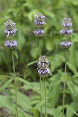 Downy Woodmint (Blephilia ciliata)