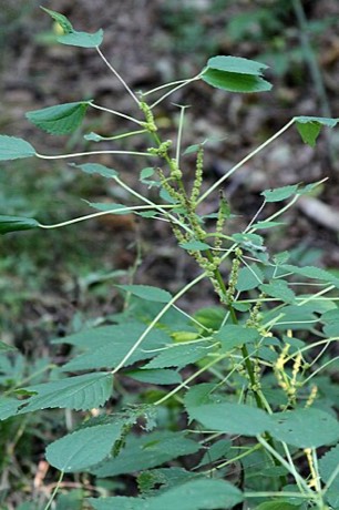 False Nettle (Boehmeria cylindrica)