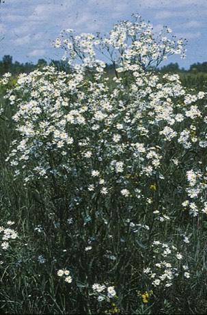 White Doll's Daisy (Boltonia asteroides)