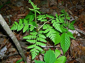 Rattlesnake Fern (Botrychium virginianum)