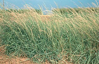 Sideoats Grama (Bouteloua curtipendula)
