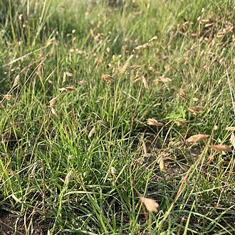 Buffalograss (Bouteloua dactyloides)