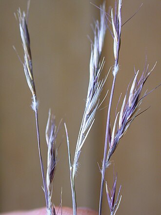 Black Grama (Bouteloua eriopoda)