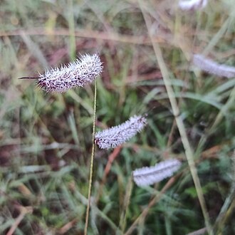 Hairy Grama (Bouteloua hirsuta)