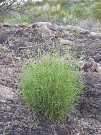 Chino Grama (Bouteloua ramosa)