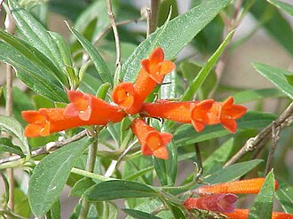 Firecracker Bush (Bouvardia ternifolia)