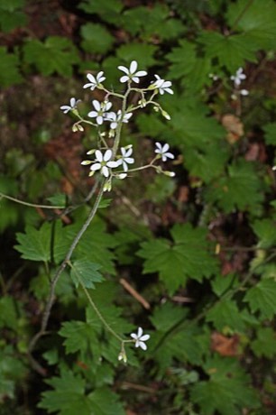 Coast Boykinia (Boykinia occidentalis)