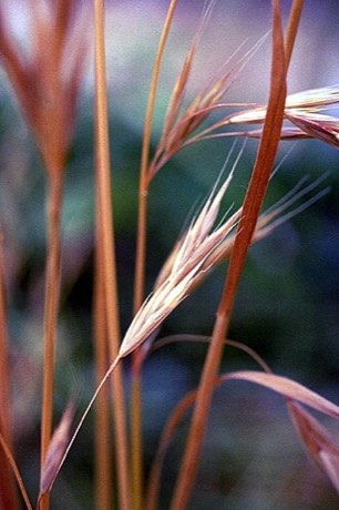 California Brome (Bromus carinatus)